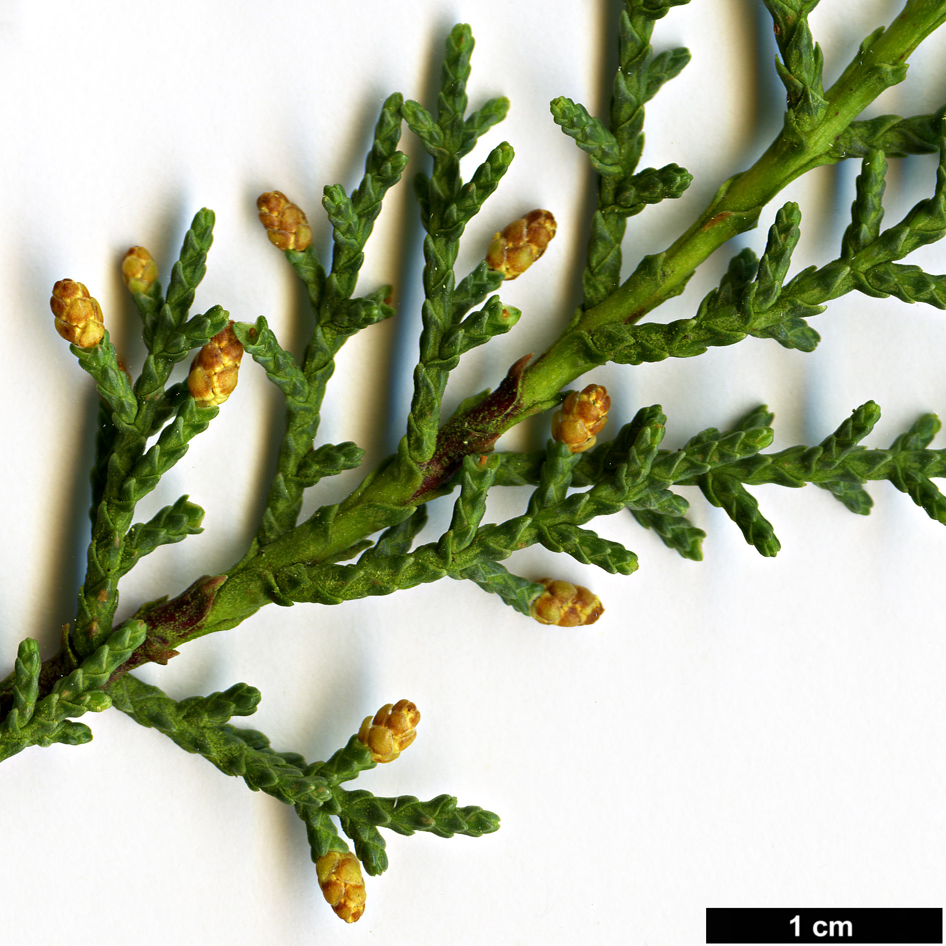 High resolution image: Family: Cupressaceae - Genus: Cupressus - Taxon: sargentii